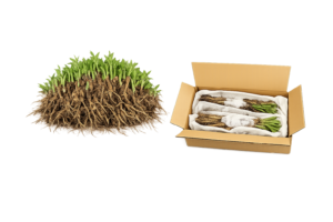 Tabernanthe Iboga Plant for Sale