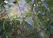 ibogaine treatment michigan