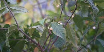ibogaine treatment michigan