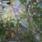 ibogaine treatment michigan