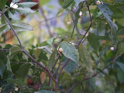 ibogaine treatment michigan