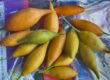 ibogaine seeds