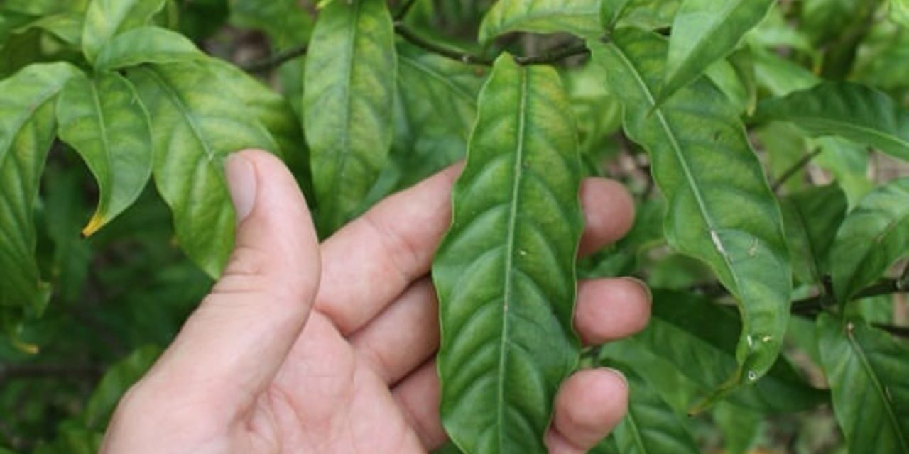 ibogaine treatment texas cost ibogaine treatment texas cost