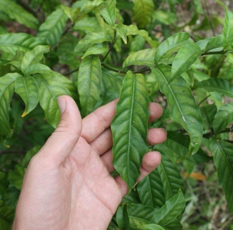 ibogaine treatment texas cost