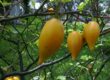 Ibogaine treatment portugal cost