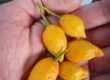 what is ibogaine used for