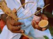cost of ibogaine