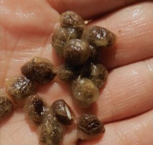 ibogaine plant seeds